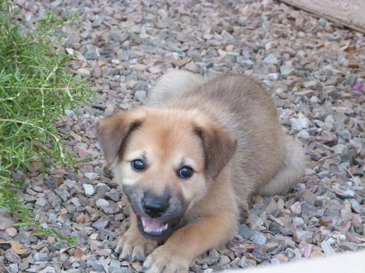 chinook dog